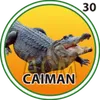 Caiman