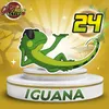 Iguana